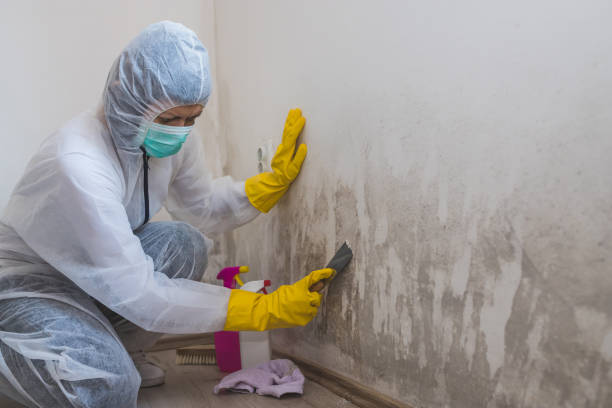 Best Biohazard Mold Removal  in Lockport, NY